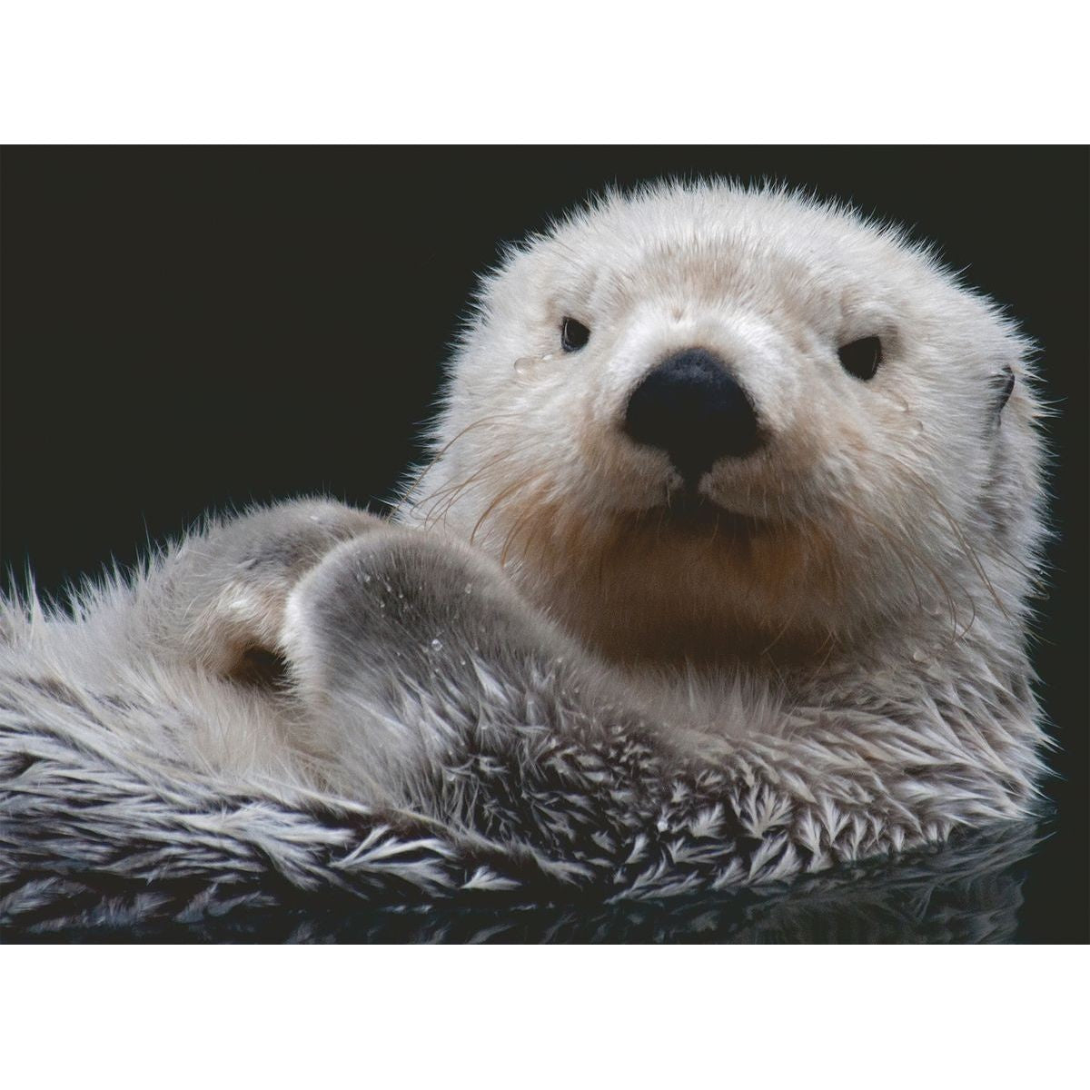 RAVENSBURGER ADORABLE LITTLE OTTER
